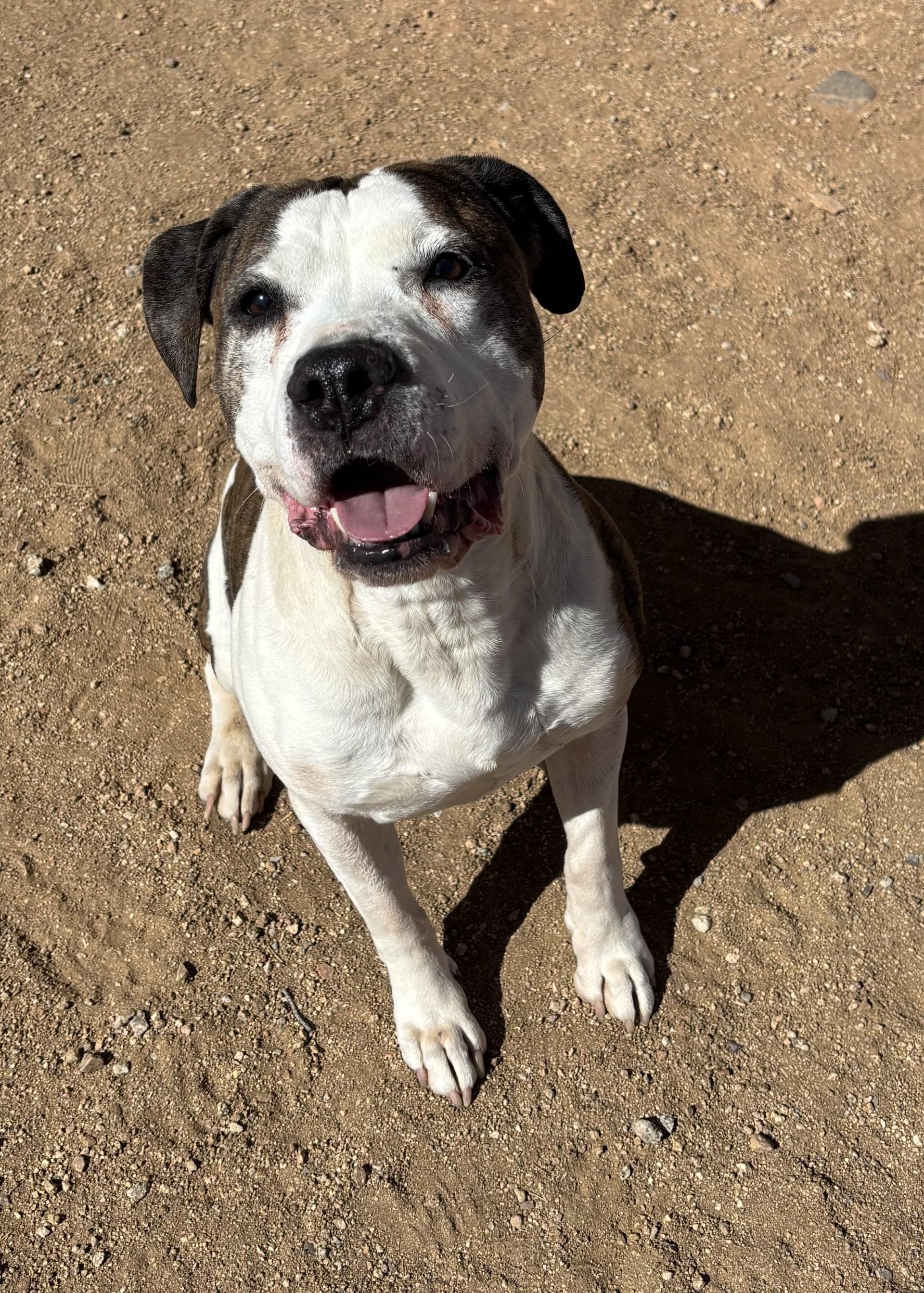 Deuce, Adoptable, Adult Male Pit Bull Terrier.