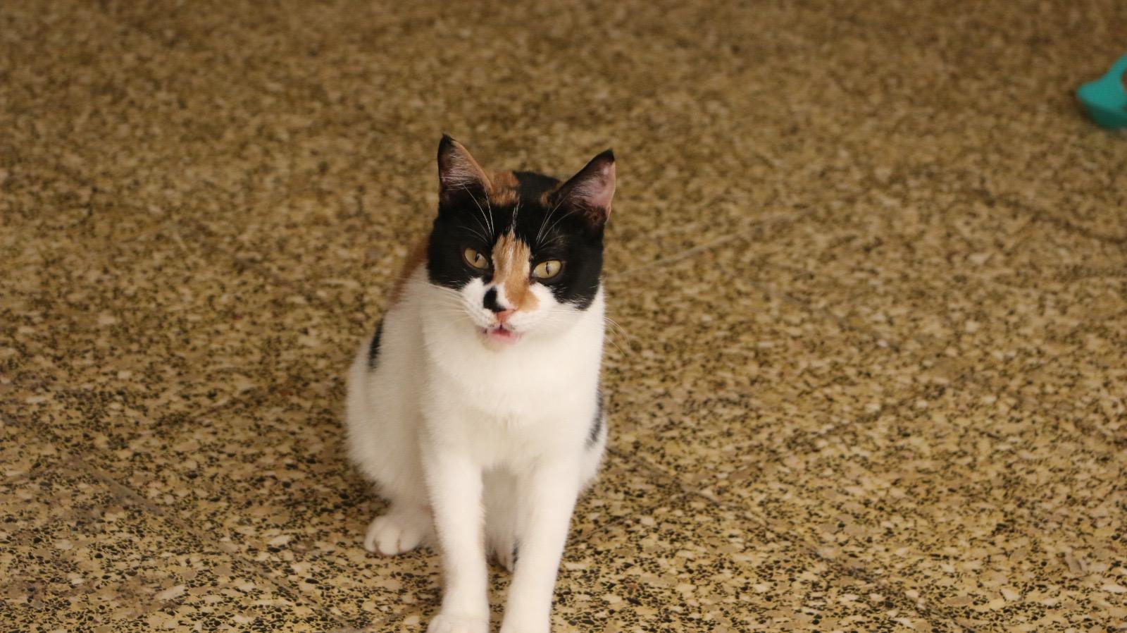 Lisa M, a Adoptable mixed breed in Brampton, ON image 1/5