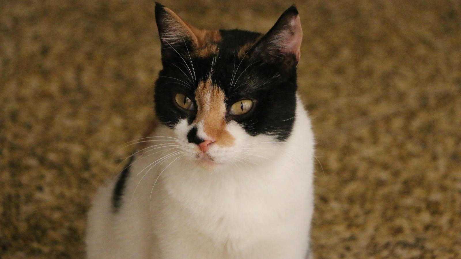 Lisa M, a Adoptable mixed breed in Brampton, ON image 2/5