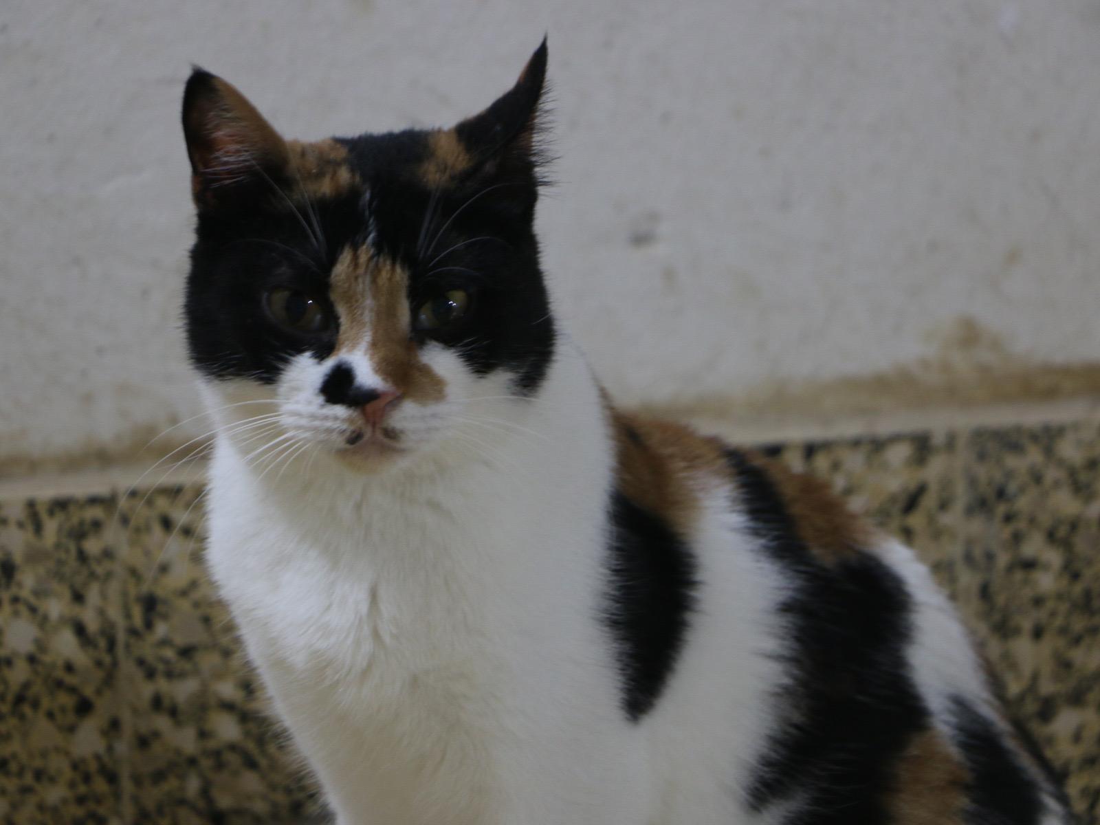 Lisa M, a Adoptable mixed breed in Brampton, ON image 3/5