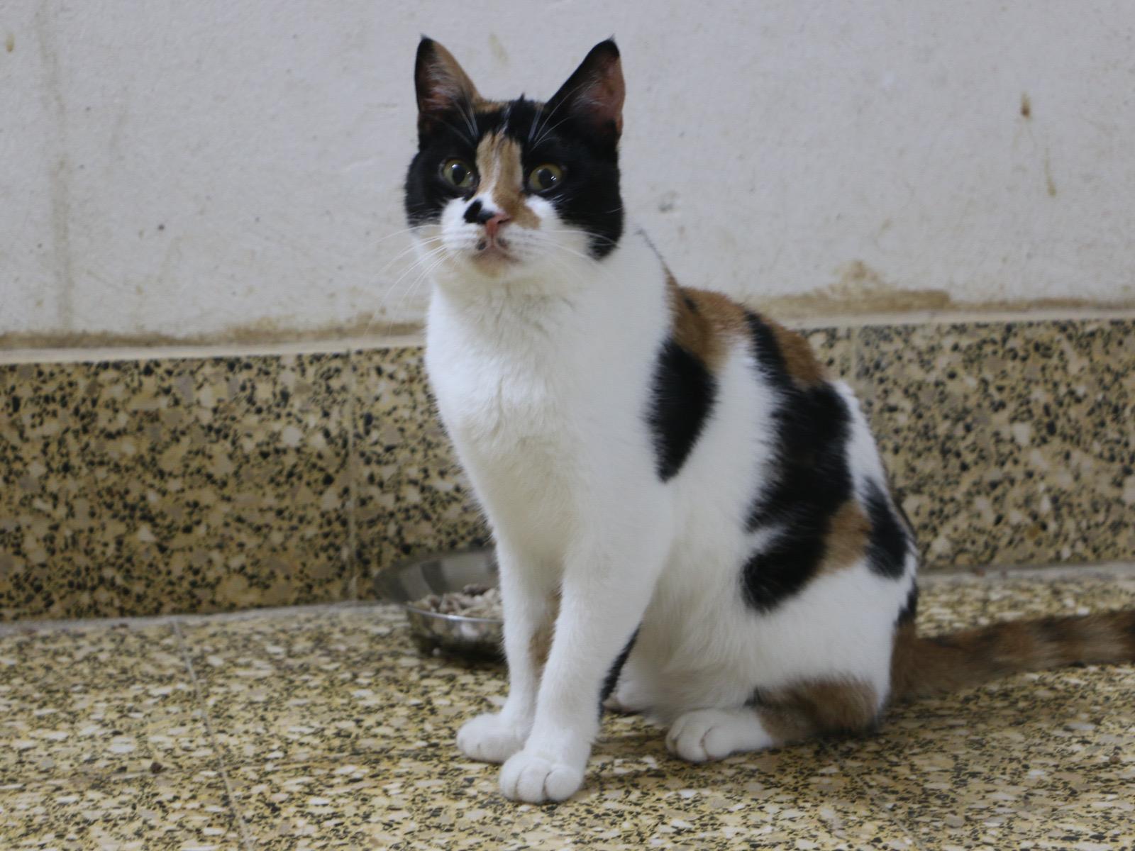 Lisa M, a Adoptable mixed breed in Brampton, ON image 4/5