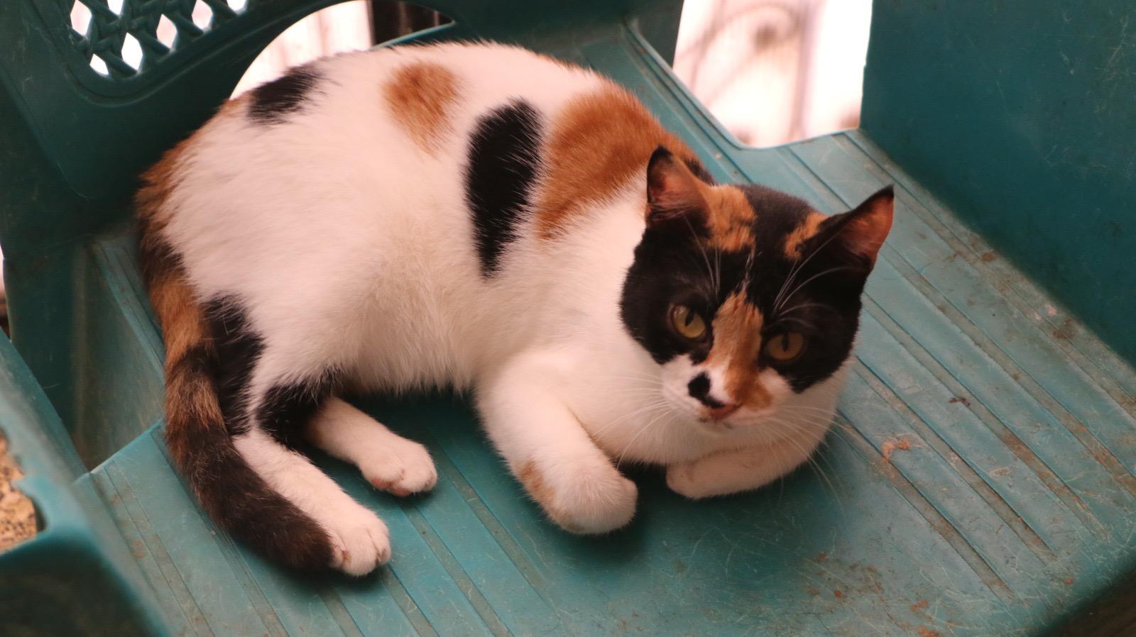 Lisa M, Young Female Calico