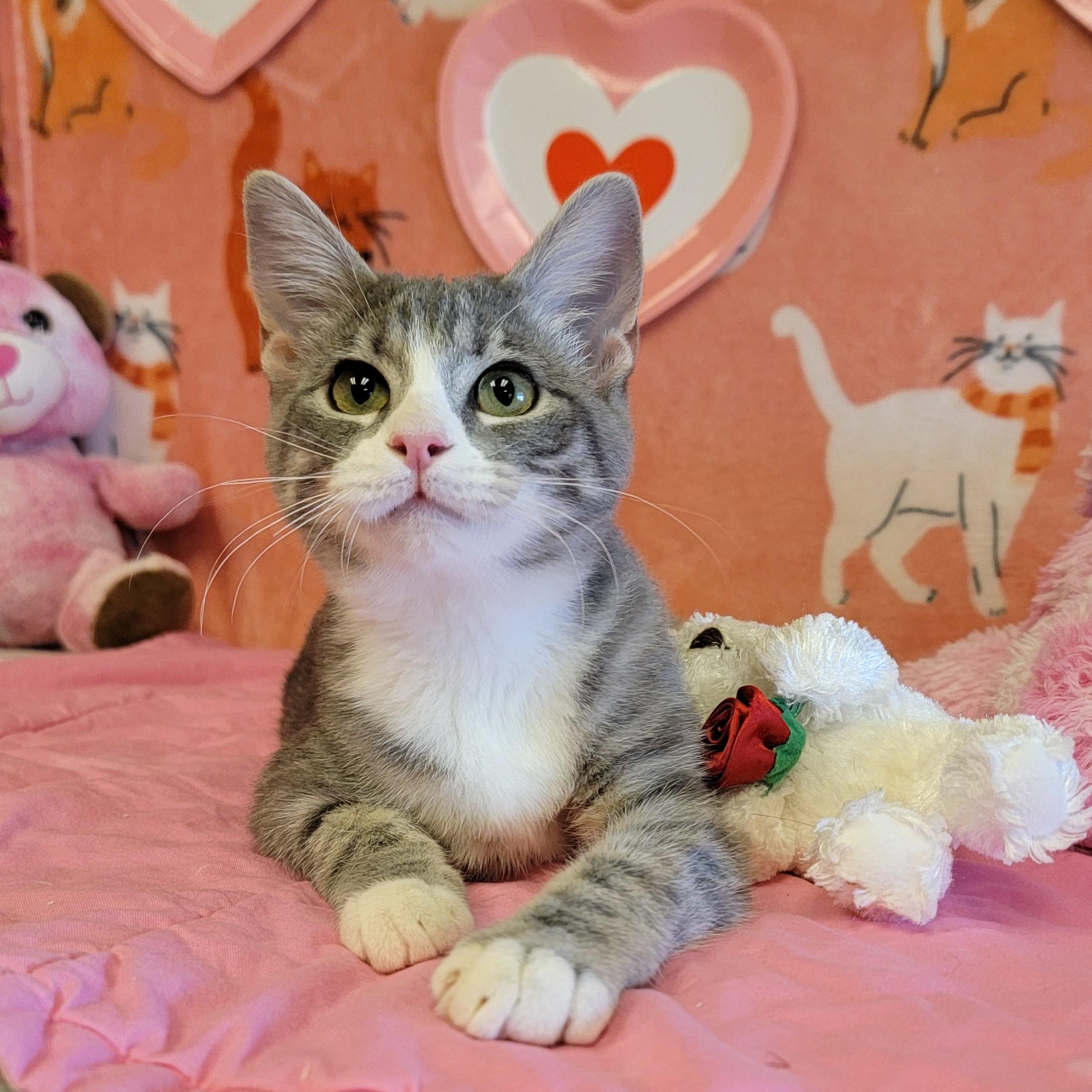 Marina, ADOPTABLE, Young Female Domestic Medium Hair.