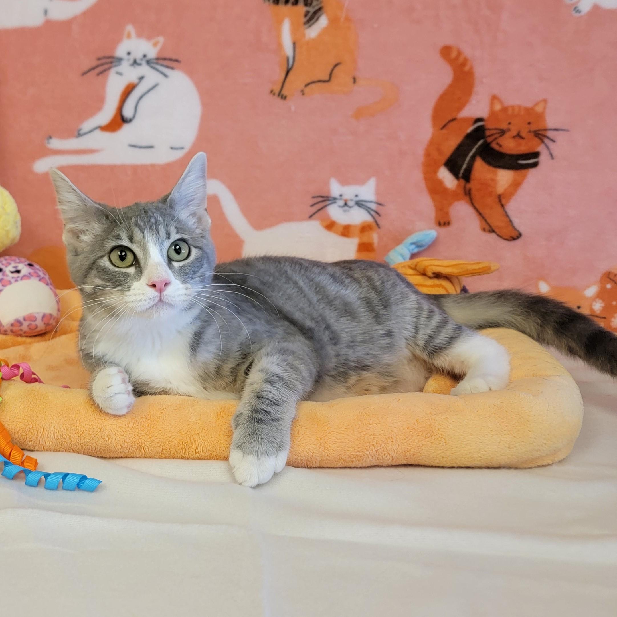 Marina, ADOPTABLE, Young Female Domestic Medium Hair.