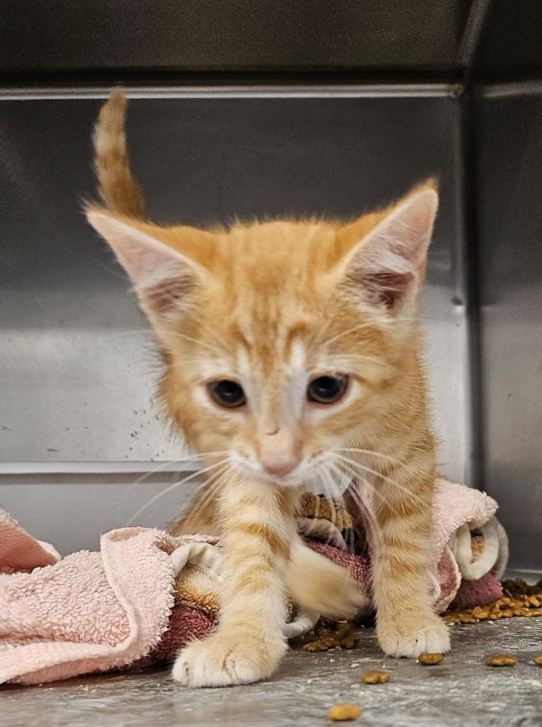 JJ, Adopted, Young Male Domestic Short Hair.