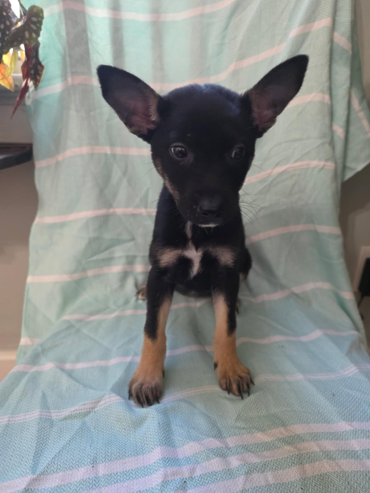 Enlarge BLANCHE, an adopted mixed breed in Cincinnati, OH image 1/1