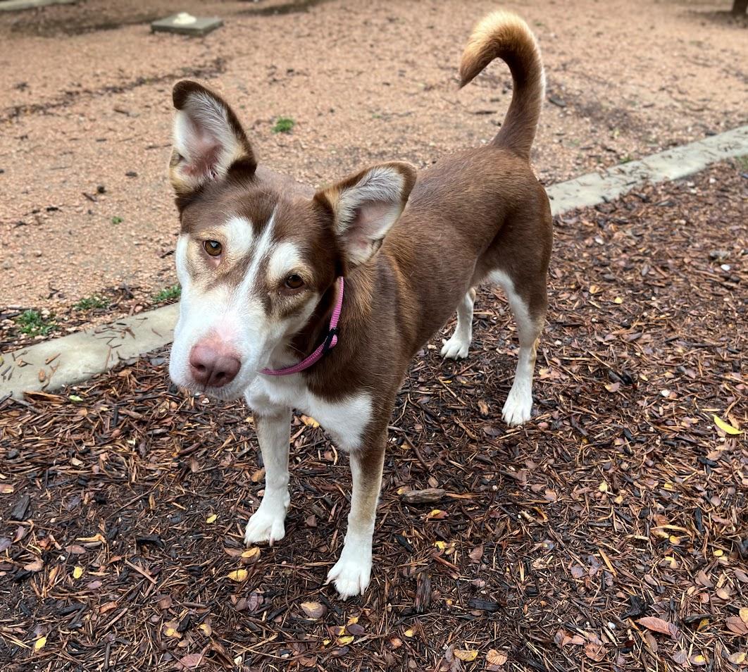 Phoenix* A214350, Adoptable, Adult Female Siberian Husky.