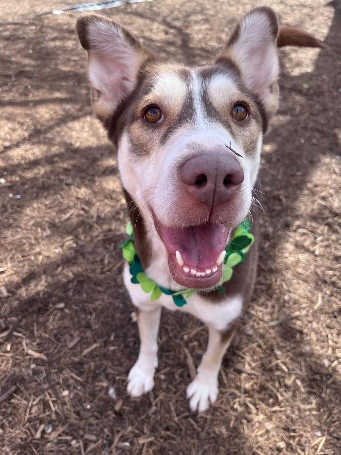 Enlarge Phoenix* A214350, a Adoptable mixed breed in Plano, TX image 5/6