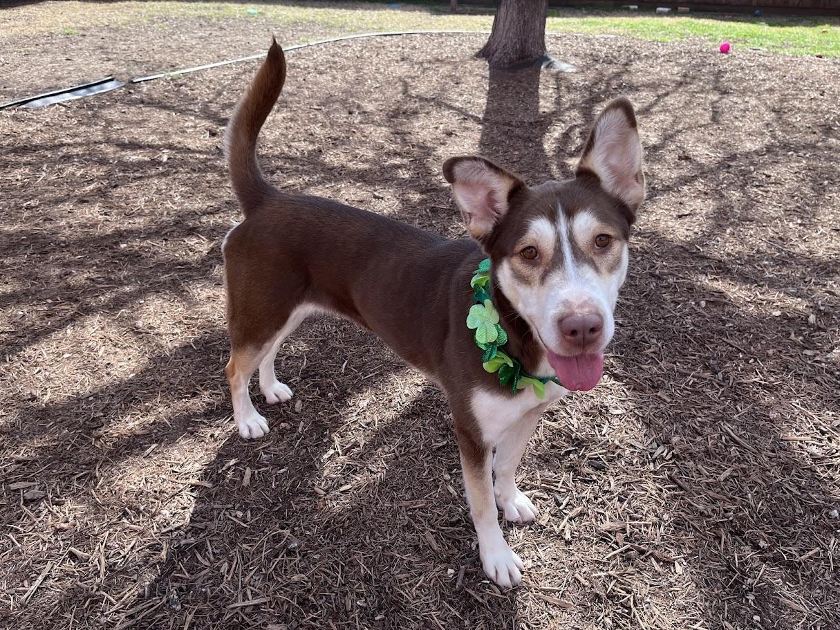 Enlarge Phoenix* A214350, a Adoptable mixed breed in Plano, TX image 6/6