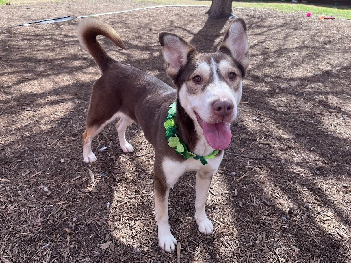 Enlarge Phoenix* A214350, a Adoptable mixed breed in Plano, TX image 1/6