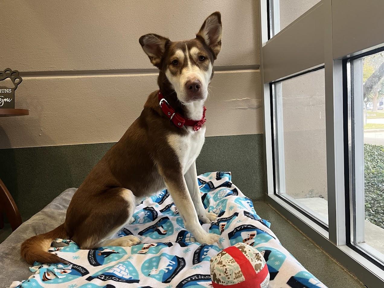 Enlarge Phoenix* A214350, a Adoptable mixed breed in Plano, TX image 3/6