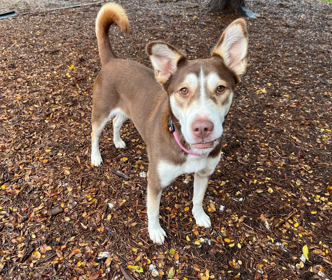 Enlarge Phoenix* A214350, a Adoptable mixed breed in Plano, TX image 4/6