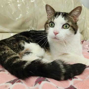 Emrick (Holland Cat Cove), Adoptable, Senior Male Domestic Medium Hair.