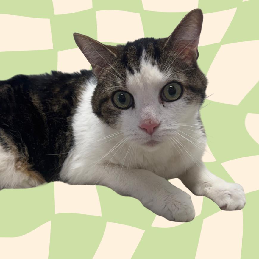 Enlarge Emrick (Holland Cat Cove), a Adoptable Domestic Medium Hair in West Olive, MI image 2/5
