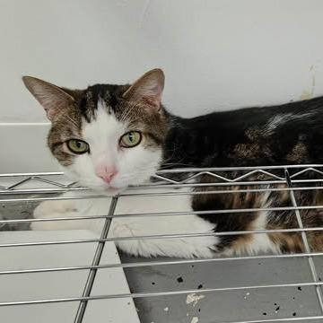 Enlarge Emrick (Holland Cat Cove), a Adoptable Domestic Medium Hair in West Olive, MI image 3/5