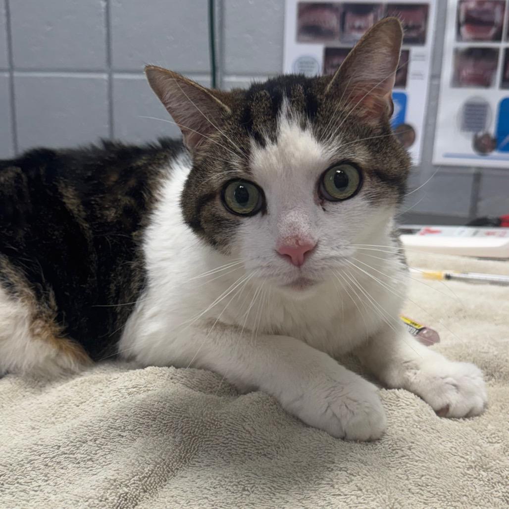 Enlarge Emrick (Holland Cat Cove), a Adoptable Domestic Medium Hair in West Olive, MI image 4/5