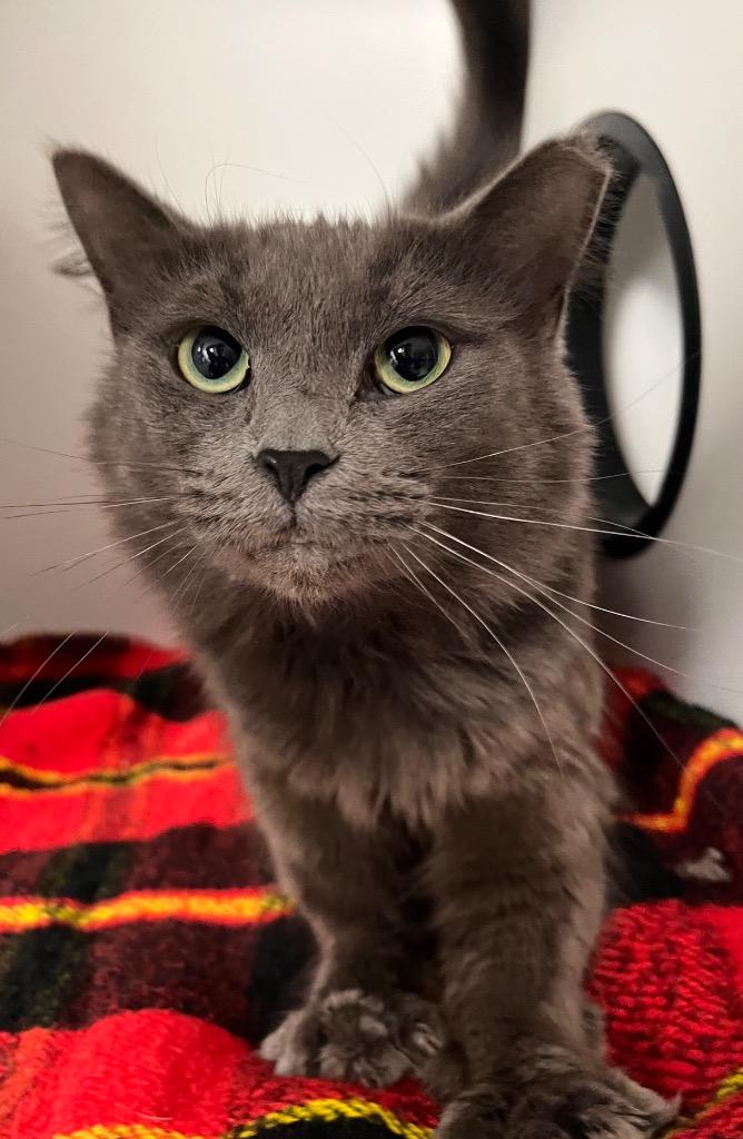 Enlarge Gumbo, a Adoptable mixed breed in Huntington, IN image 1/1