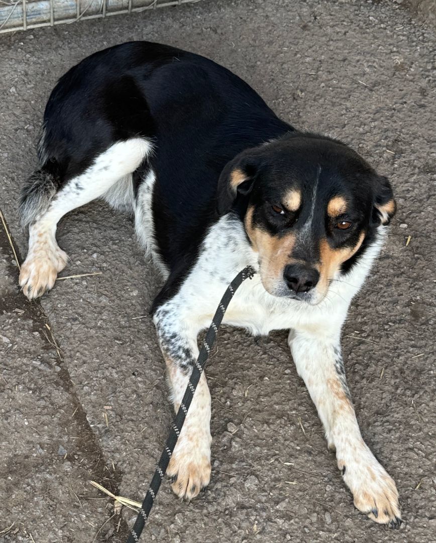 Amos, a Adoptable mixed breed in Rogersville, TN image 1/2
