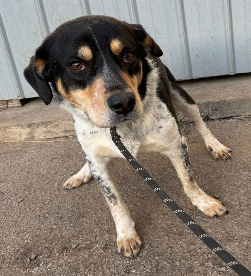Amos, Adoptable, Adult Male Rottweiler & Australian Cattle Dog / Blue Heeler.