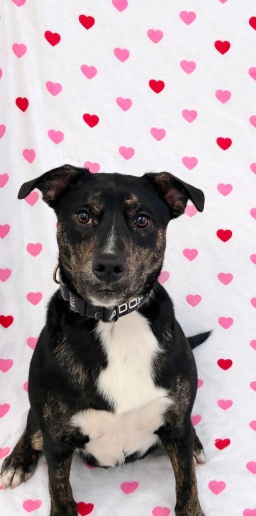 Enlarge Sweettart, a Adoptable Pit Bull Terrier in Brookings, OR image 1/1