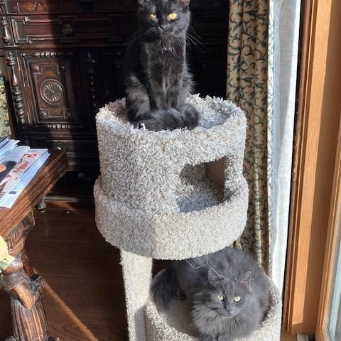 Enlarge Jade and Onyx, a ADOPTABLE Domestic Medium Hair in Melrose, MA image 2/6