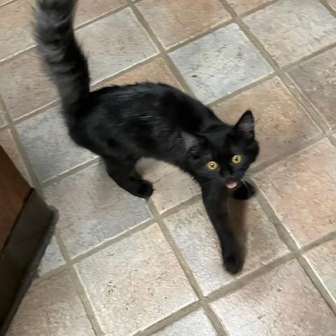 Enlarge Jade and Onyx, a ADOPTABLE Domestic Medium Hair in Melrose, MA image 6/6