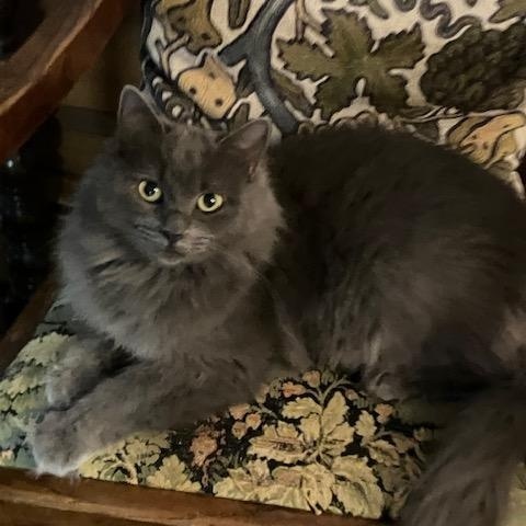 Enlarge Jade and Onyx, a ADOPTABLE Domestic Medium Hair in Melrose, MA image 5/6