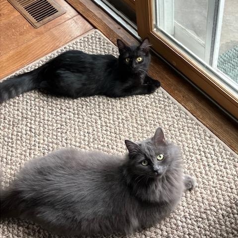 Enlarge Jade and Onyx, a ADOPTABLE Domestic Medium Hair in Melrose, MA image 4/6