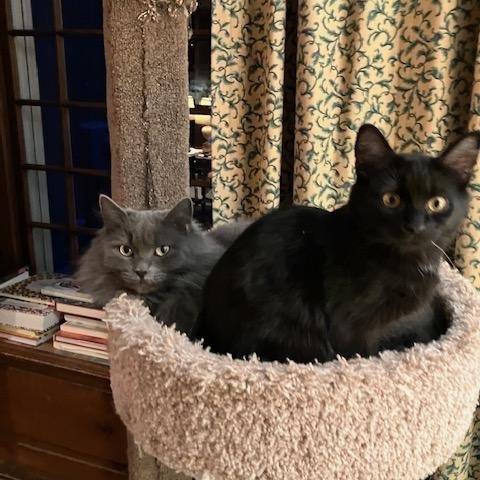 Enlarge Jade and Onyx, a ADOPTABLE Domestic Medium Hair in Melrose, MA image 3/6