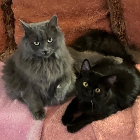 Enlarge Jade and Onyx, a ADOPTABLE Domestic Medium Hair in Melrose, MA image 1/6