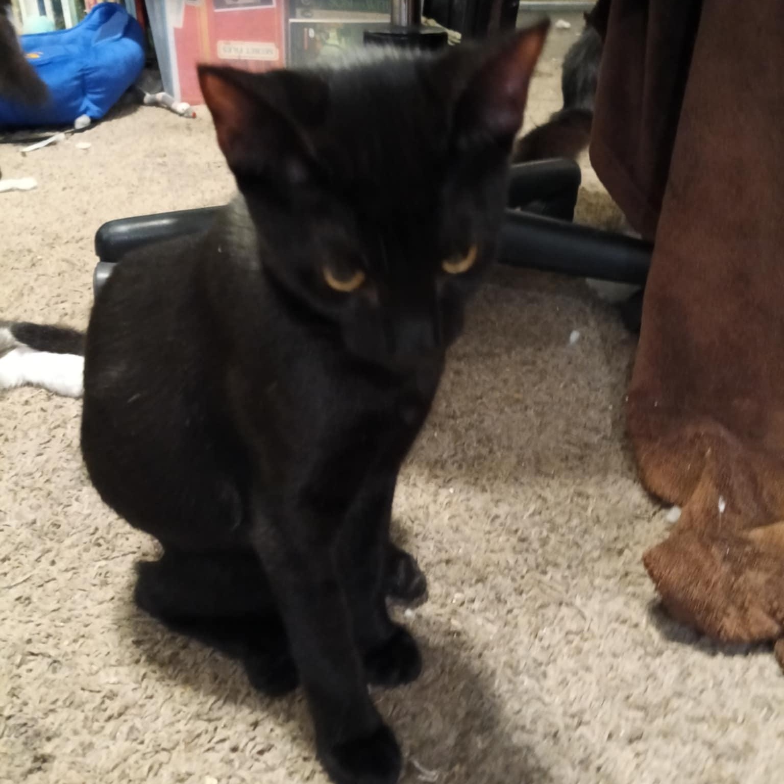 Ebony, a Adoptable mixed breed in Antioch, CA image 2/3