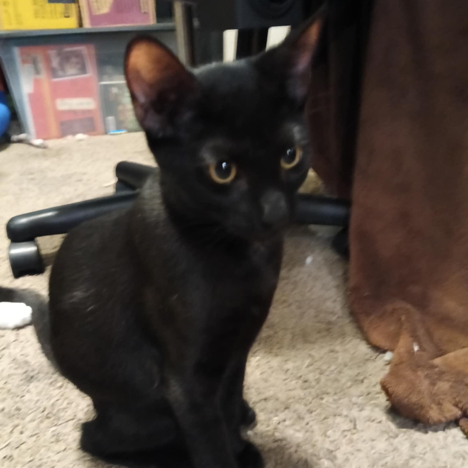 Ebony, a Adoptable mixed breed in Antioch, CA image 1/3