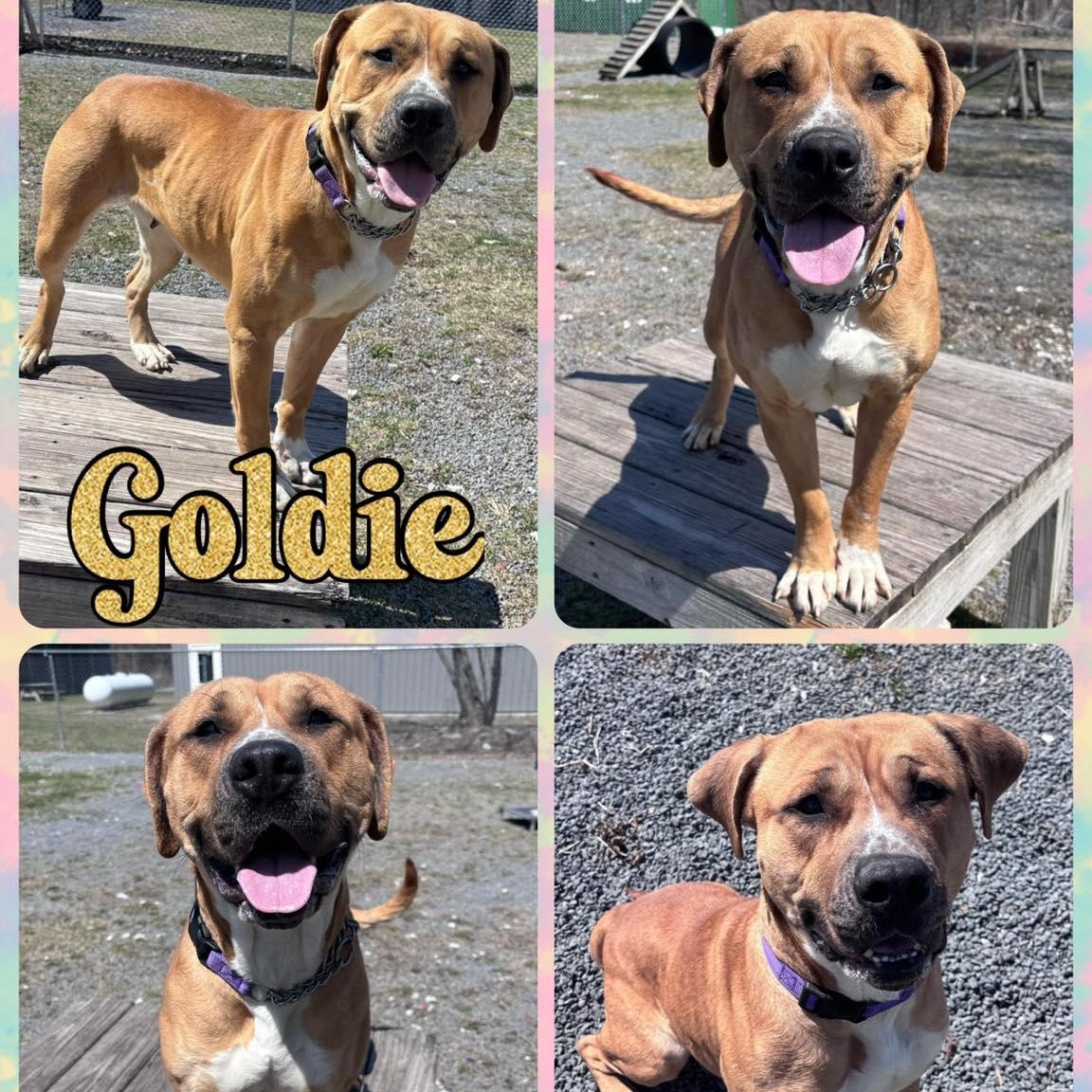 Enlarge Goldie, a Adoptable mixed breed in Howes Cave, NY image 1/1