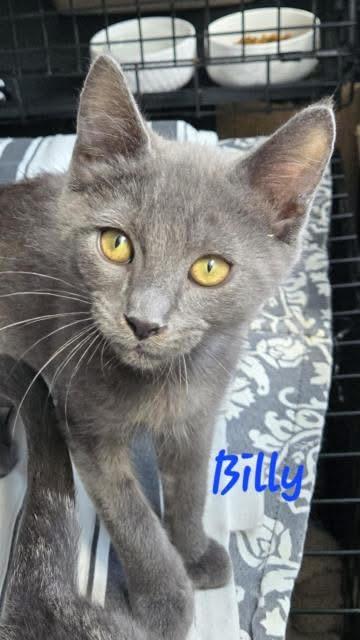 Billy, Adopted, Kitten Male Domestic Short Hair.