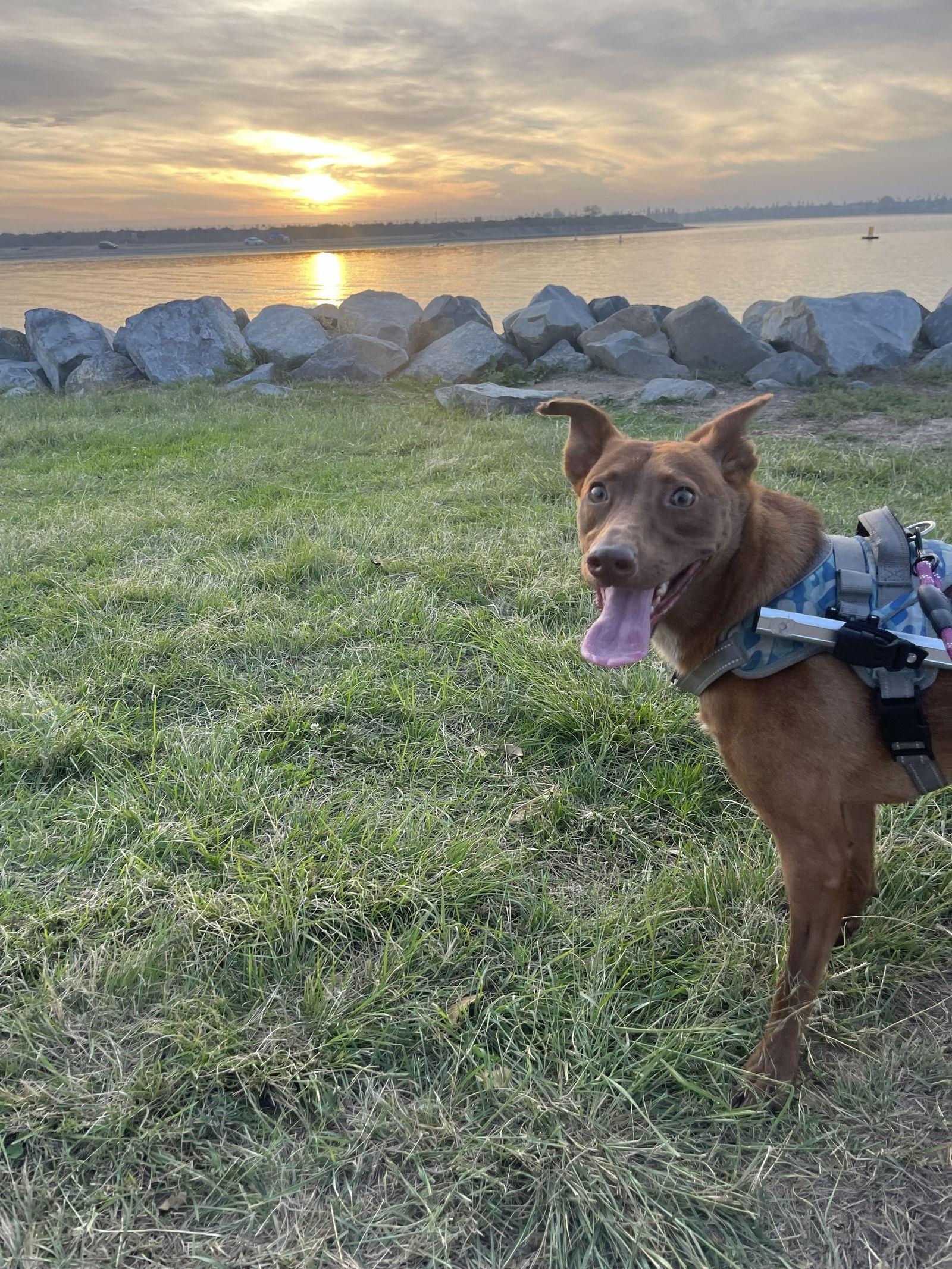 Enlarge Mateo - Courtesy Post, a Adoptable American Staffordshire Terrier in San Diego, CA image 1/2