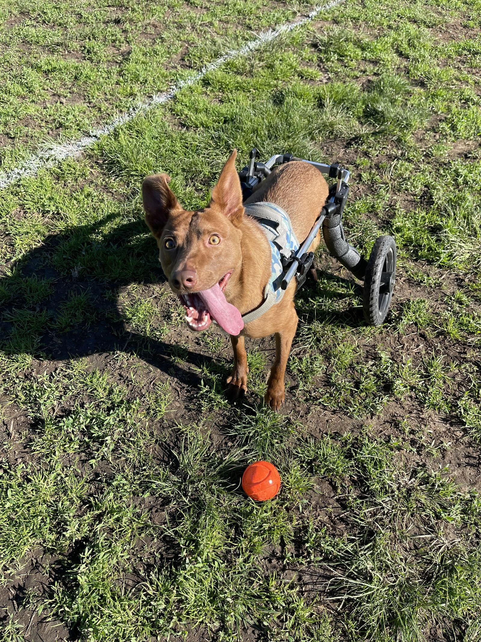 Enlarge Mateo - Courtesy Post, a Adoptable American Staffordshire Terrier in San Diego, CA image 2/2