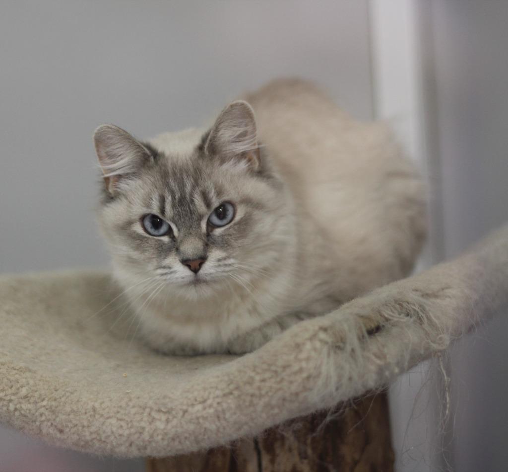 Enlarge BeeGee, a Adoptable Siamese in Rockford, IL image 1/2