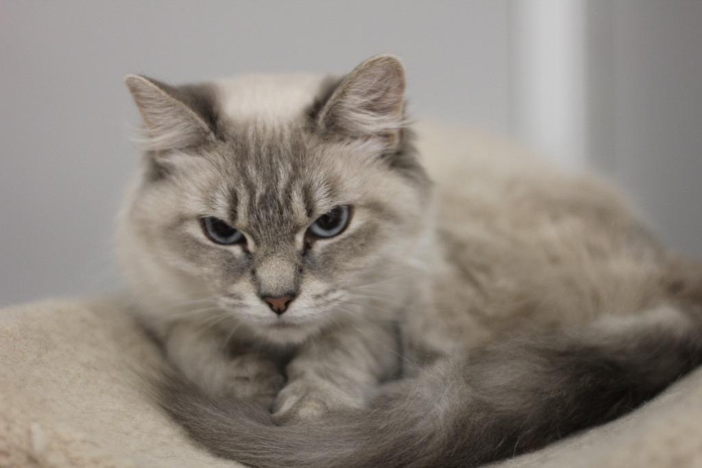 Enlarge BeeGee, a Adoptable Siamese in Rockford, IL image 2/2