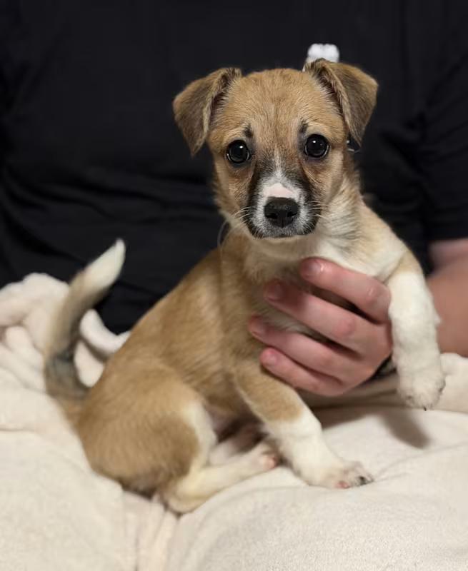 Betty, Adoptable, Puppy Female Chihuahua & Xoloitzcuintli / Mexican Hairless.