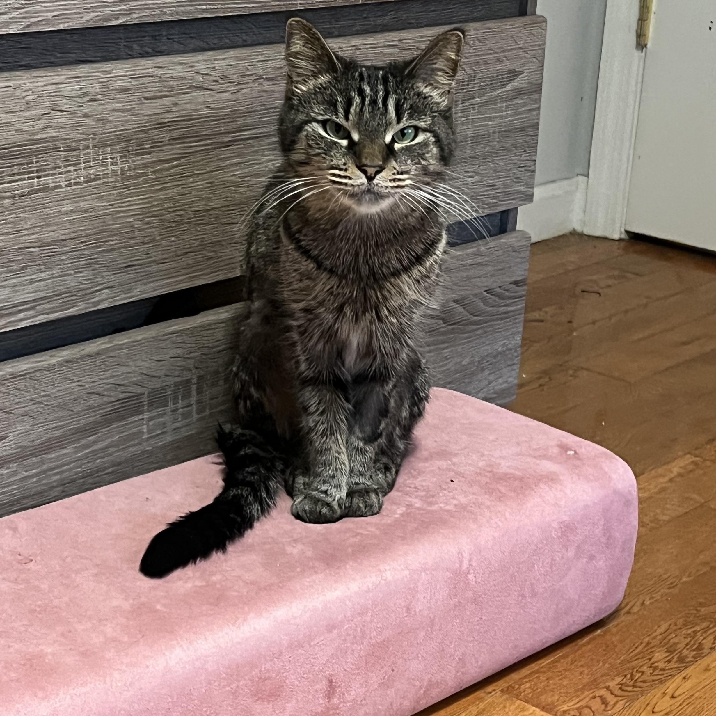 Figgy , ADOPTABLE, Young Female American Shorthair.