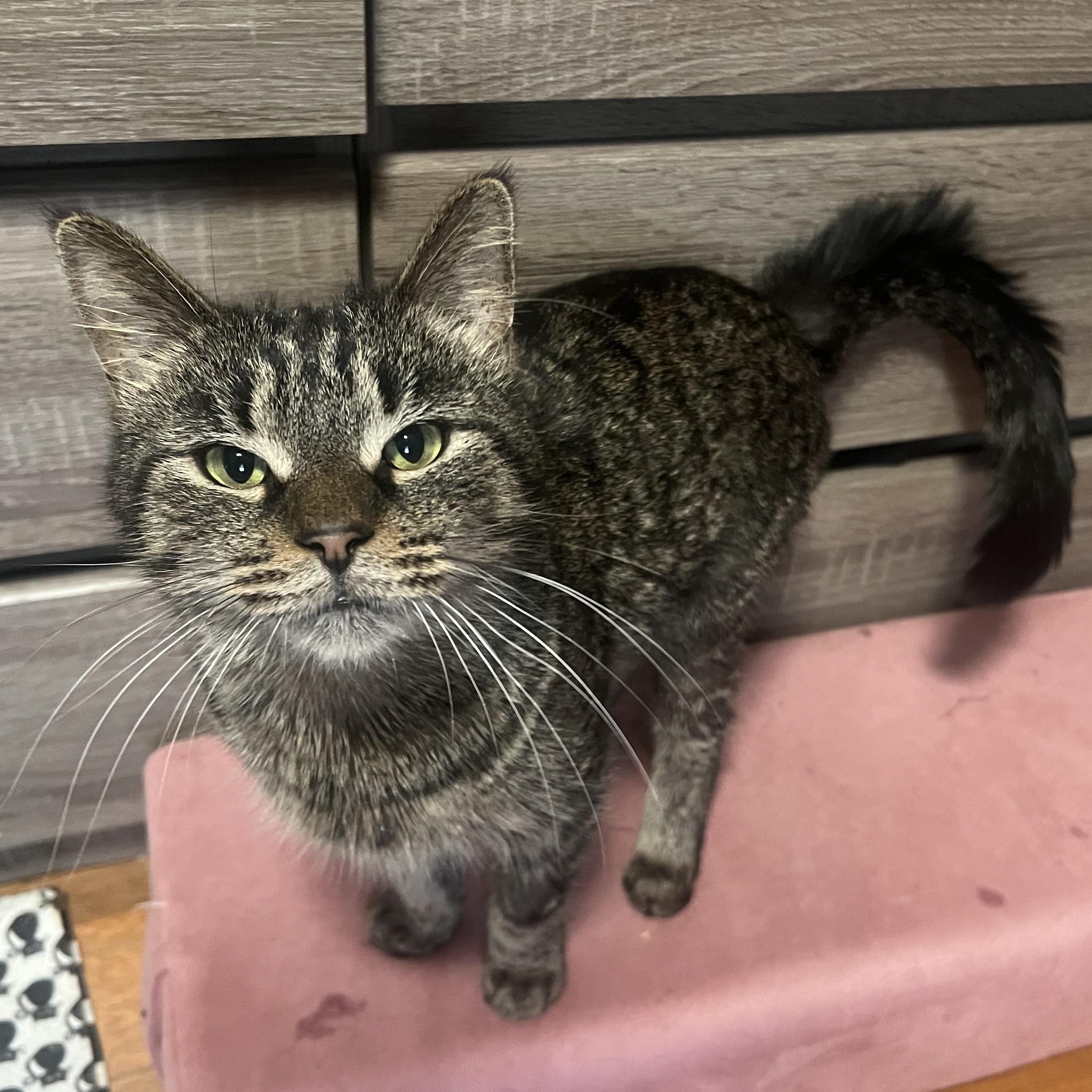 Enlarge Figgy , a ADOPTABLE American Shorthair in Brooklyn, NY image 3/3