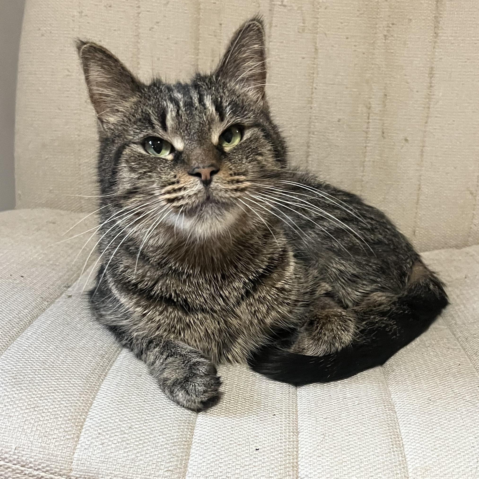 Enlarge Figgy , a ADOPTABLE American Shorthair in Brooklyn, NY image 2/3