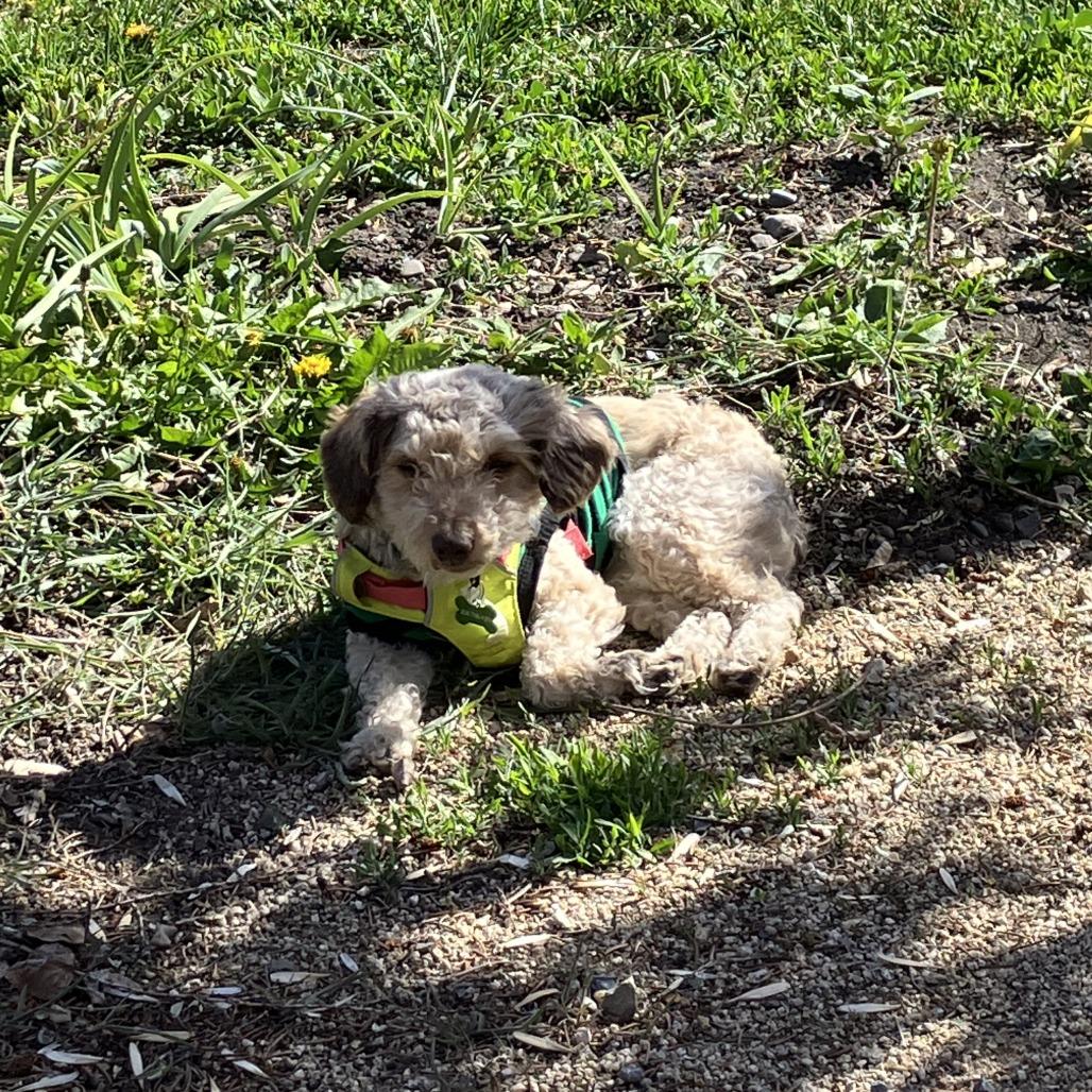 Enlarge Lucille, a Adoptable Mixed Breed in Hailey, ID image 1/6