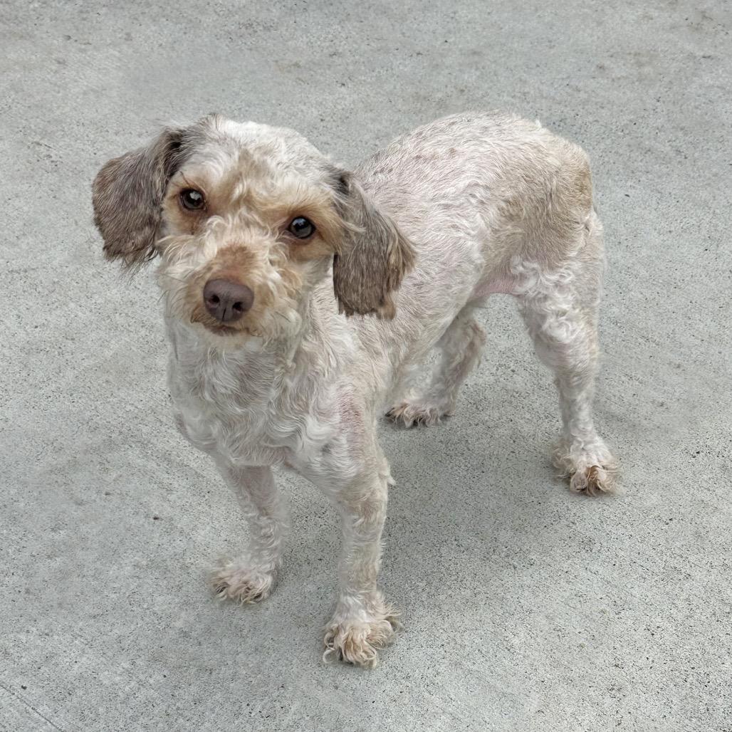 Lucille, Adoptable, Adult Female Mixed Breed.