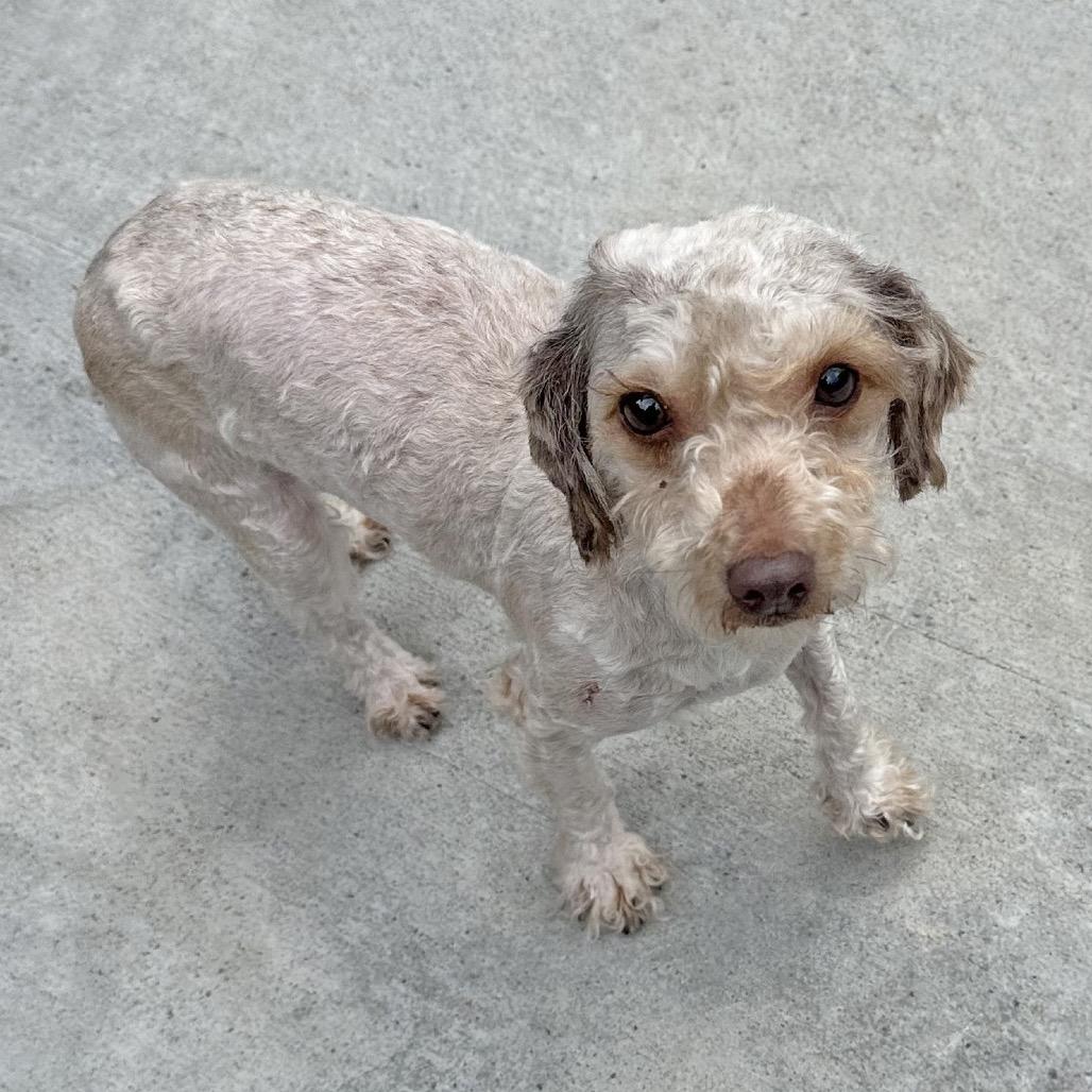 Enlarge Lucille, a Adoptable Mixed Breed in Hailey, ID image 2/3