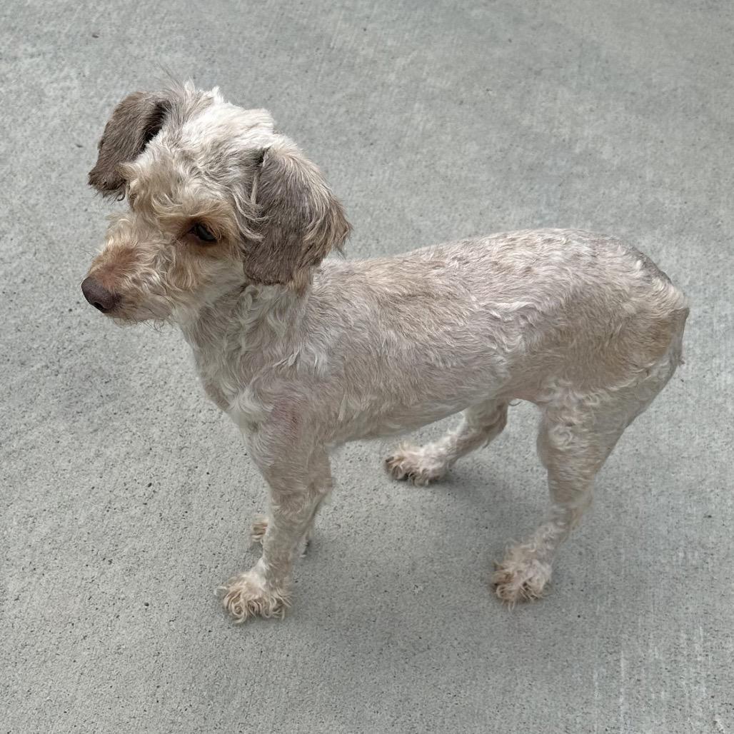 Enlarge Lucille, a Adoptable Mixed Breed in Hailey, ID image 3/3