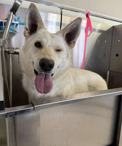 Anna, Adoptable, Adult Female German Shepherd Dog & Mixed Breed.