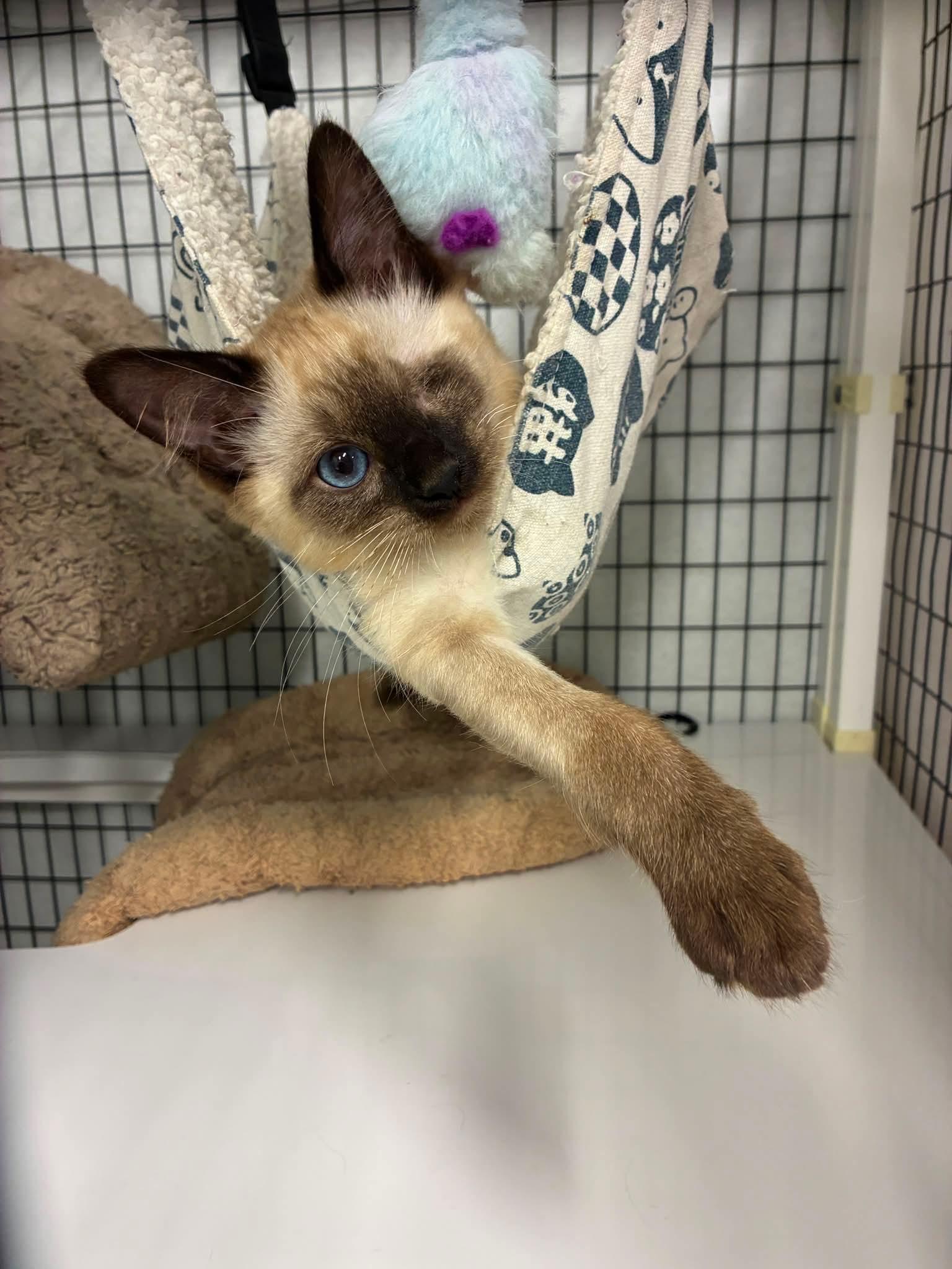 Ilya, Scott, Shane & Svetlana, Adoptable, Kitten Male Domestic Short Hair.