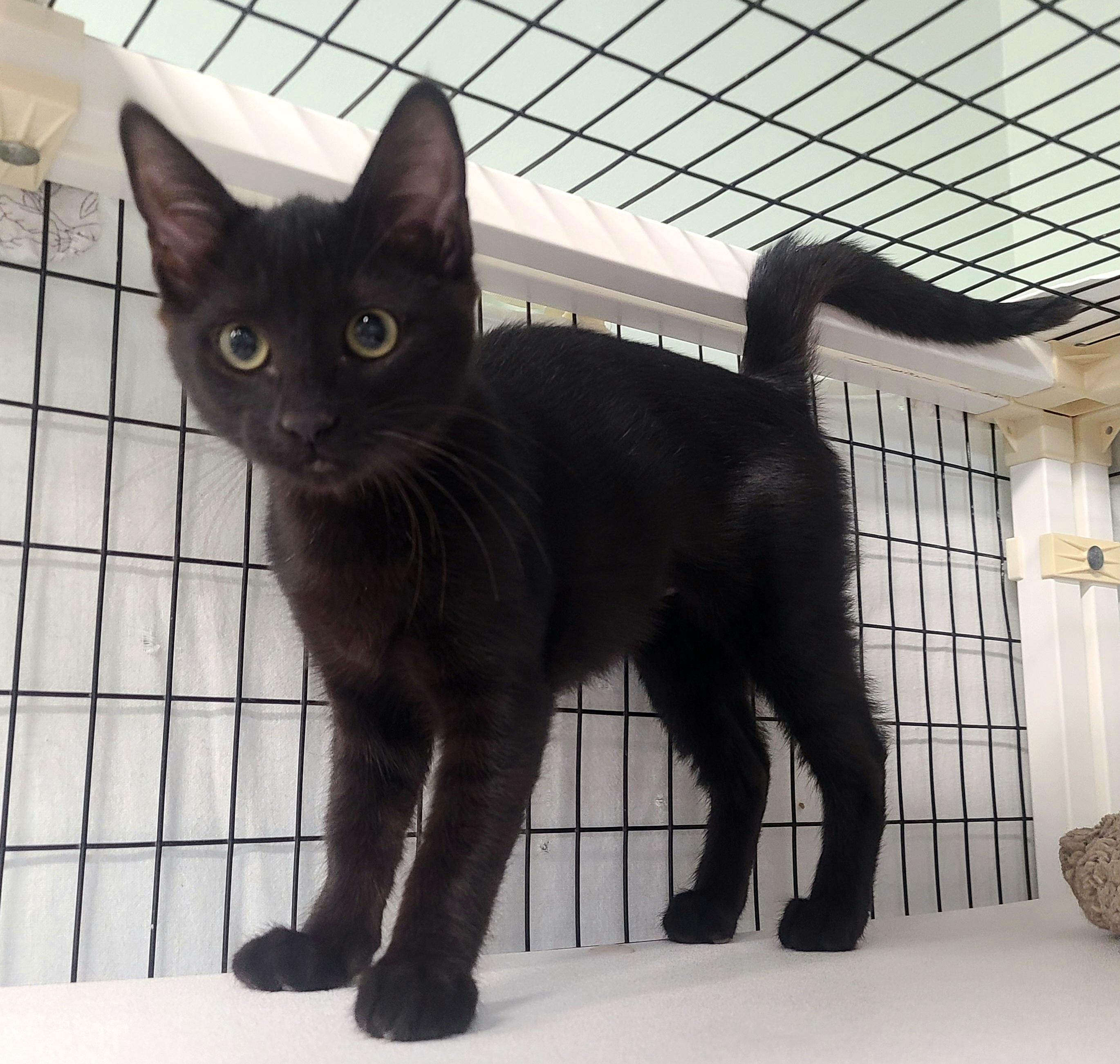 Enlarge Ilya, Scott, Shane & Svetlana, a Adoptable Domestic Short Hair in Kirkland, WA image 3/3
