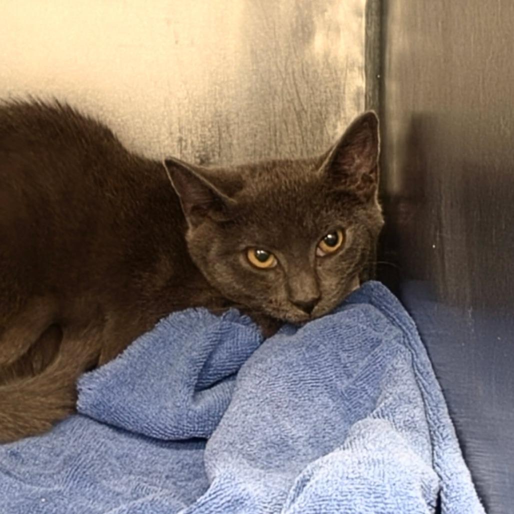 Enlarge Karen, a Adoptable Domestic Short Hair in Martinsville, VA image 1/1